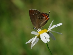 Satyrium prunoides