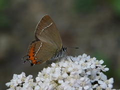 Satyrium prunoides