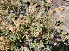 Holodiscus discolor microphyllus