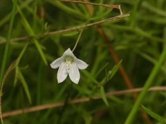 Campanula aparinoides