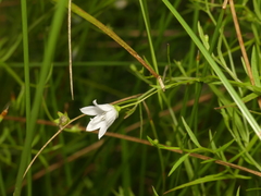 Campanula aparinoides