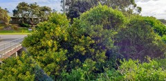 Acacia longifolia sophorae