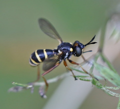 Conopini