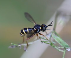 Conopini