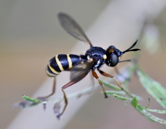 Conopini