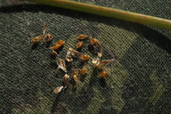 Eleocharis mamillata