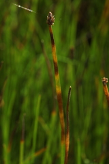 Eleocharis mamillata