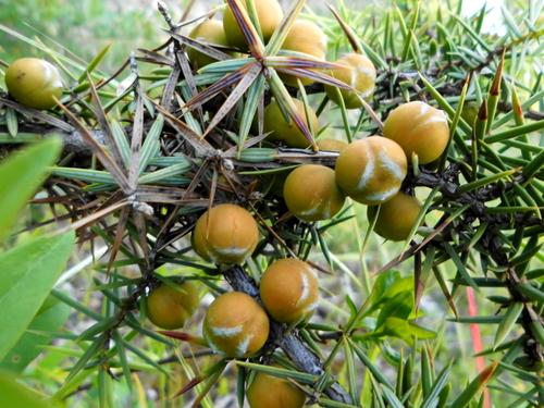 eastern prickly juniper
