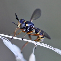 Conopini