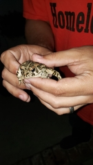 Anaxyrus boreas halophilus