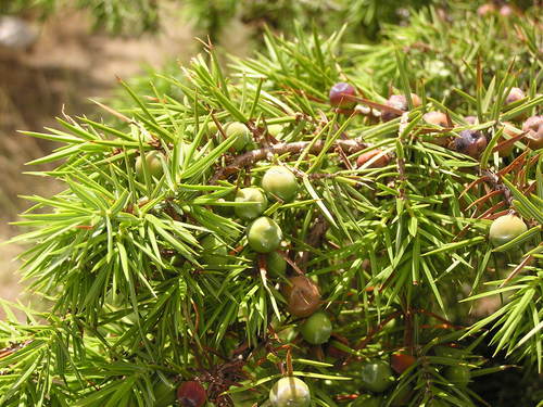 eastern prickly juniper