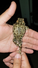 Anaxyrus boreas halophilus