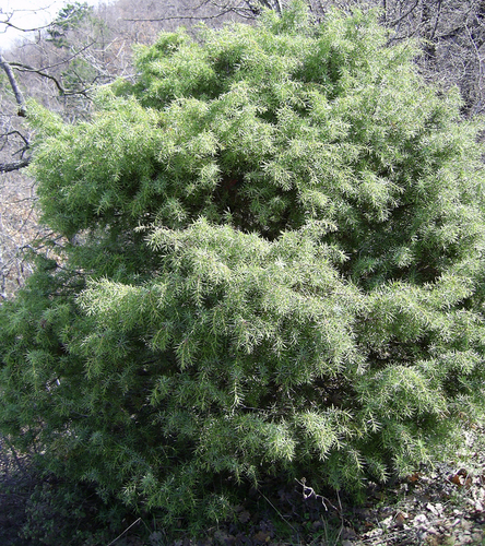 eastern prickly juniper
