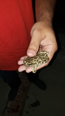 Anaxyrus boreas halophilus