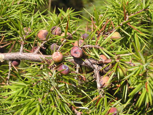 eastern prickly juniper