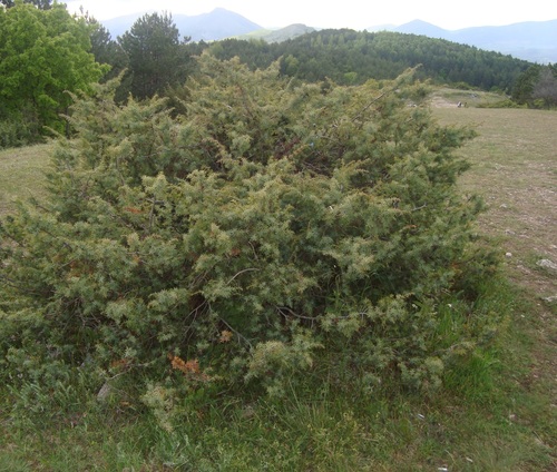 eastern prickly juniper