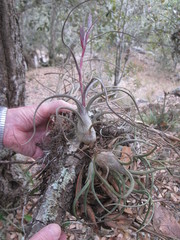 Tillandsia pseudobaileyi