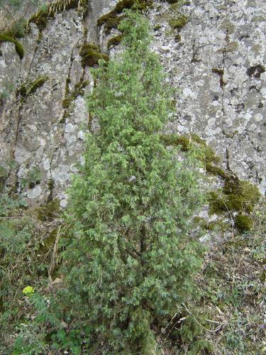 eastern prickly juniper