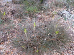 Tillandsia flavobracteata
