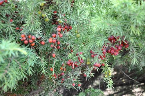eastern prickly juniper