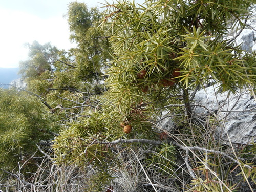 eastern prickly juniper