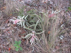 Tillandsia streptophylla