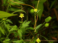 Ranunculus pensylvanicus