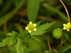Ranunculus pensylvanicus