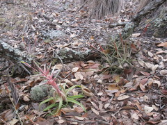 Tillandsia streptophylla