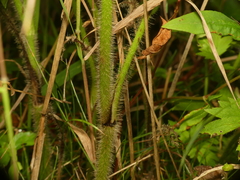 Ranunculus pensylvanicus