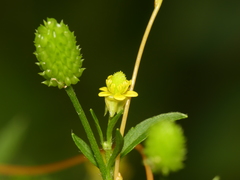 Ranunculus pensylvanicus