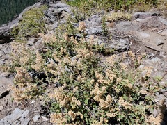 Holodiscus discolor microphyllus