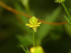Ranunculus pensylvanicus