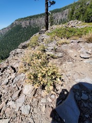 Holodiscus discolor microphyllus