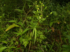 Ranunculus pensylvanicus