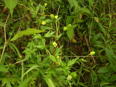 Ranunculus pensylvanicus