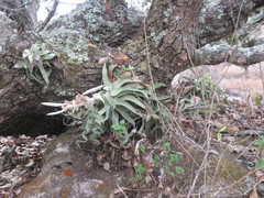 Tillandsia streptophylla