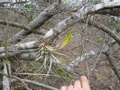 Tillandsia concolor