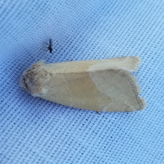 Plagiomimicus spumosum