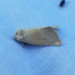 Plagiomimicus spumosum