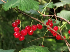 Ribes atropurpureum