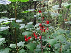 Ribes atropurpureum