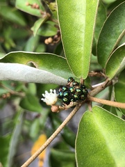 Calliphara excellens