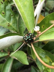 Calliphara excellens