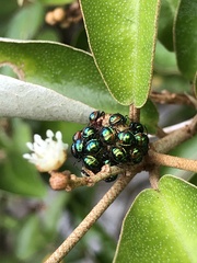 Calliphara excellens