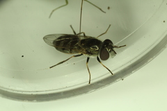 Platycheirus stegnus