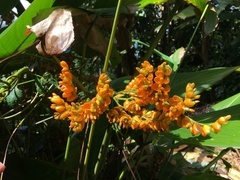 Stromanthe jacquinii