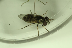 Platycheirus stegnus