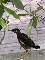 Acridotheres tristis