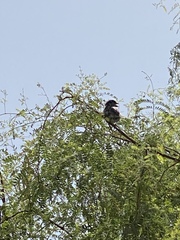 Acridotheres tristis